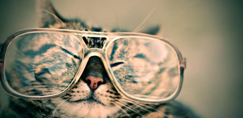 Eine Katze mit einer riesigen Brille