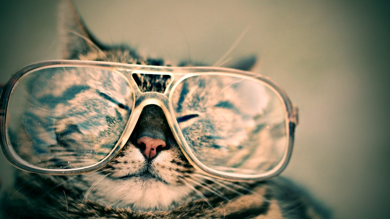 Eine Katze mit einer riesigen Brille